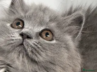 British Shorthair cats British shorthair kittens (1 kittens left) - Advert 5
