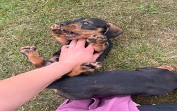 Dachshund dogs for sale: Wire haired dachshund puppies - Image 21
