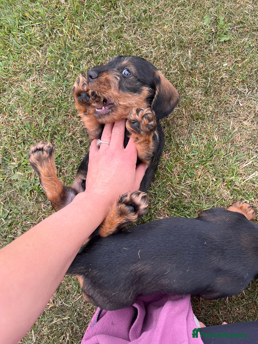 Dachshund dogs for sale: Wire haired dachshund puppies - Image 21