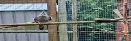 Cockatiels birds for sale: Cockatiels and pair pennents  - Advert 2