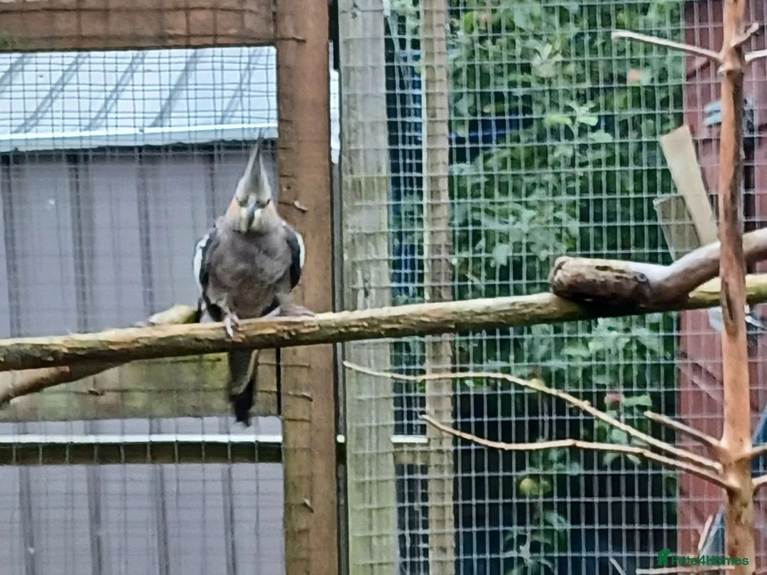 Cockatiels birds for sale: Cockatiels and pair pennents  - Advert 2