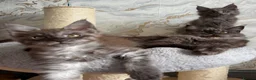 Maine Coon cats for sale: Stunning Maine Coon Kittens TICA Registered - Advert 26
