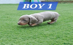 Miniature Dachshund dogs for sale: Miniature dachshund kc reg  - Image 3