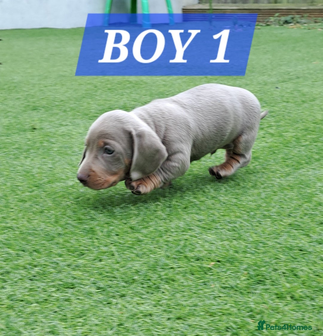 Miniature Dachshund dogs for sale: Miniature dachshund kc reg  - Image 3