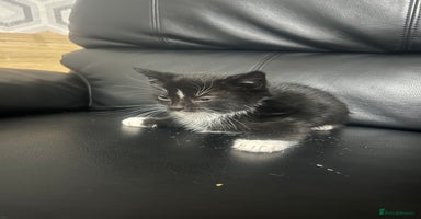 Mixed Breed cats - Advert 7