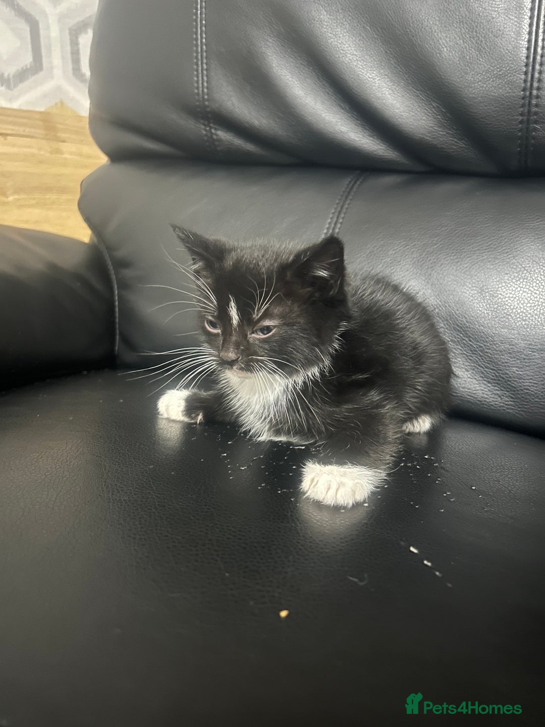 Mixed Breed cats for sale: Beautiful kittens READY NOW - Image 3