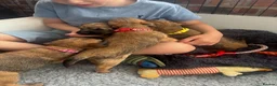 Border Terrier dogs for sale: KC Border Terrier Puppies - Advert 10