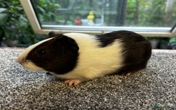 Guinea Pig rodents for sale: Bonded group of young boars - Image 18