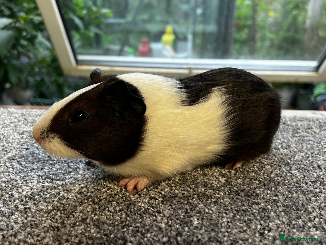 Guinea Pig rodents for sale: Bonded group of young boars - Image 18