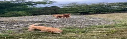 Standard Poodle dogs for sale: Red Standard Poodle Puppies Fully Health Tested - Advert 8