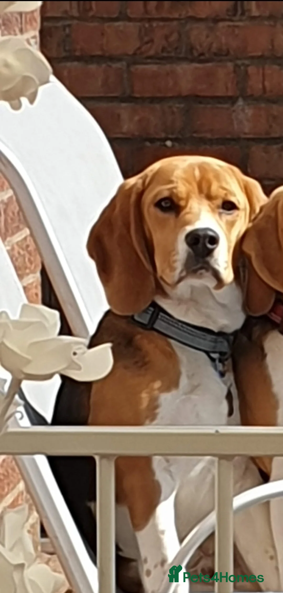 Beagle dogs for sale: KC Registered intact Male Beagle  - Advert 2