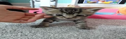 Maine Coon cats for sale: Half main coon kittens - Advert 38