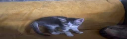 Mixed Breed cats for sale: GORGEOUS KITTENS  - Advert 8