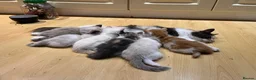 Maine Coon cats for sale: 4 LEFT! Stunning main coon x ragdoll kittens  - Advert 27