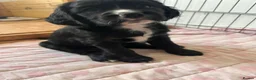 Mixed Breed dogs for sale: Beautiful Spaniel Puppies in Washington - Advert 25