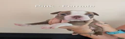 Boston Terrier dogs for sale: Boston Terrier Puppies  in Port Talbot - Advert 25