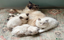 Ragdoll cats for sale: 5 Beautiful Ragdoll Kittens  - Image 40