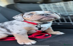 Olde English Bulldogge dogs for stud: 💥olde English bulldog stud💥 - Image 18