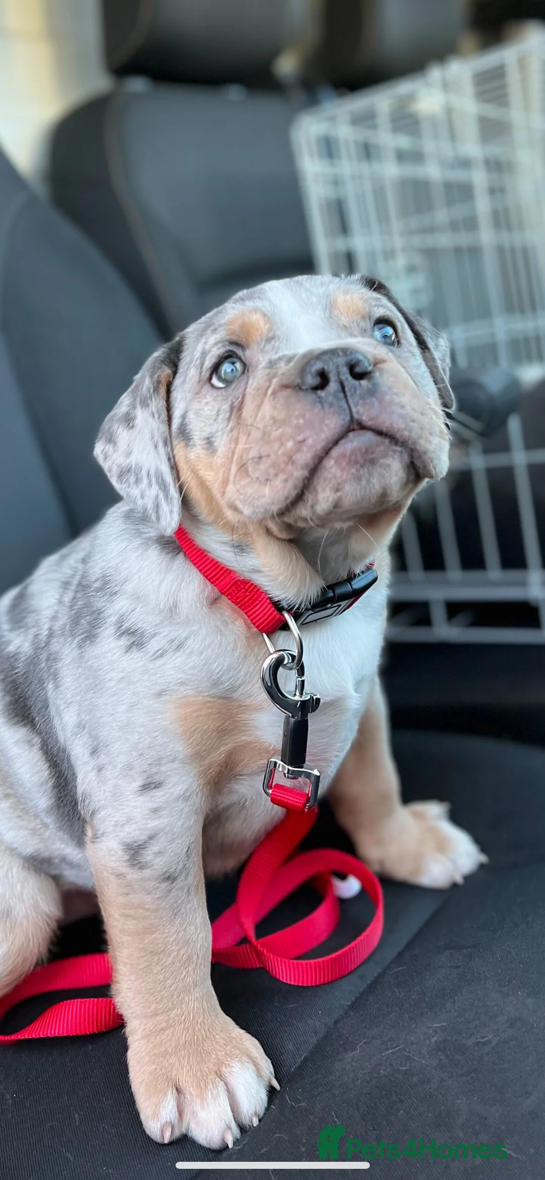 Olde English Bulldogge dogs for stud: 💥olde English bulldog stud💥 - Advert 18