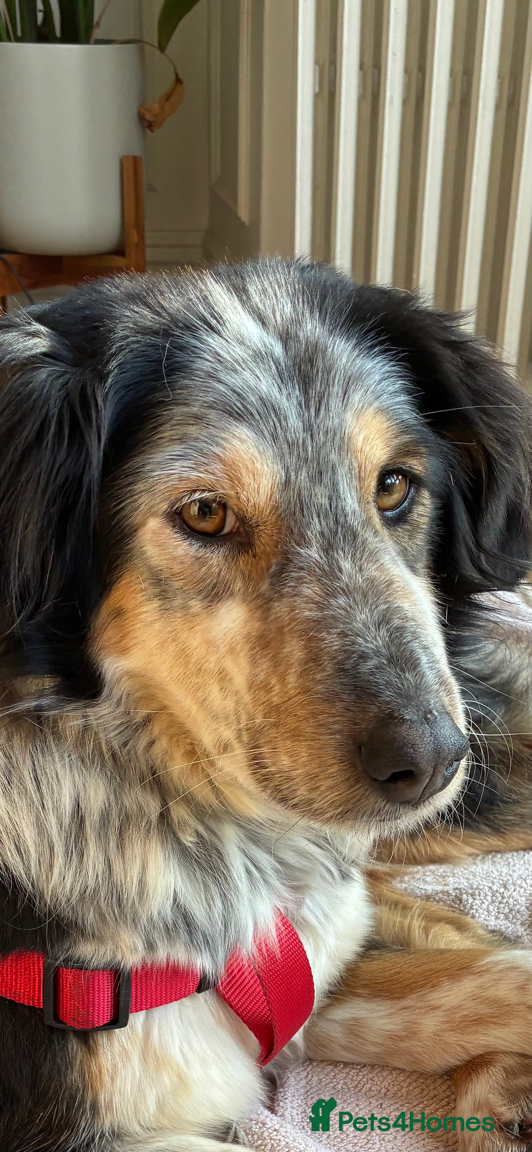 Mixed Breed dogs IRIS, a gentle dog of quiet nature - Advert 6