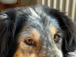 Mixed Breed dogs IRIS, a gentle dog of quiet nature - Advert 6