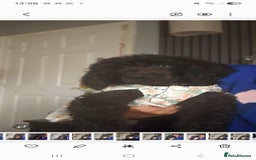 Standard Poodle dogs for sale: REDUCED TODAY!! Last 2 boys 1 cream 1 BLACK 😍  - Image 18