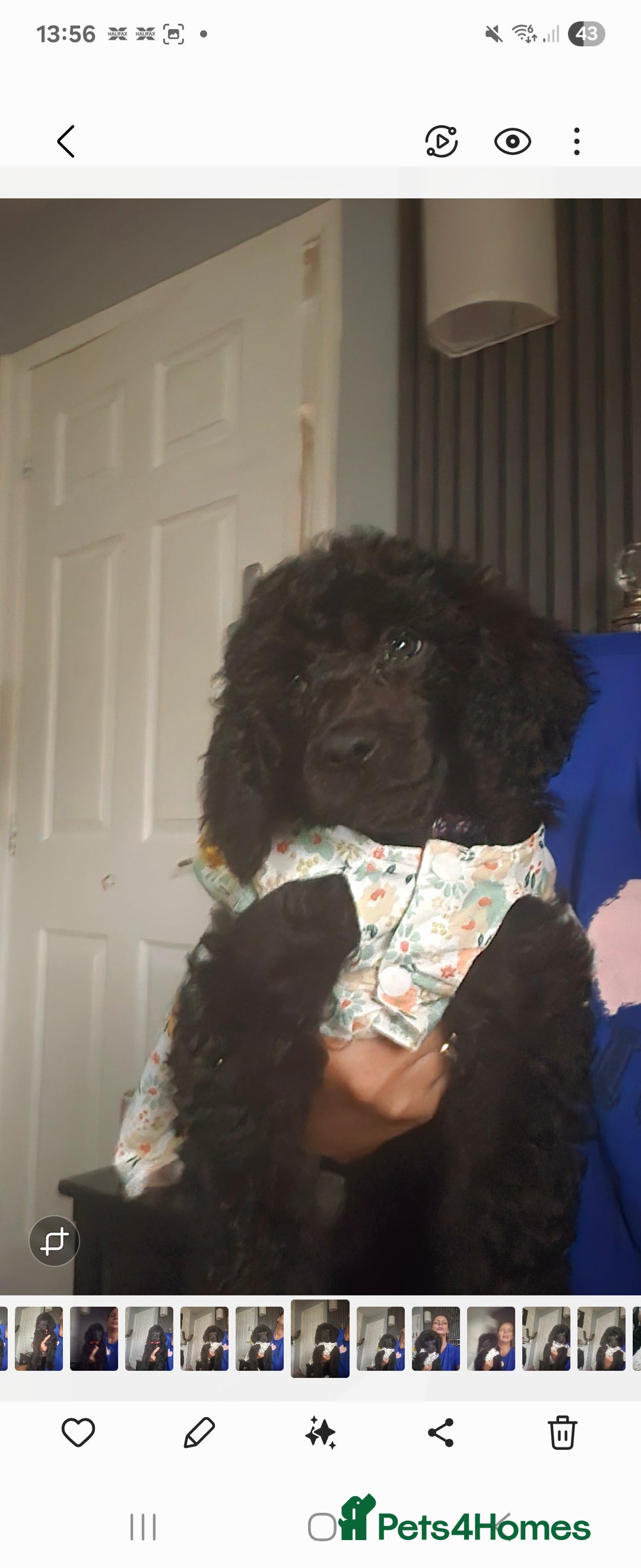 Standard Poodle dogs for sale: REDUCED TODAY!! Last 2 boys 1 cream 1 BLACK 😍  - Image 18