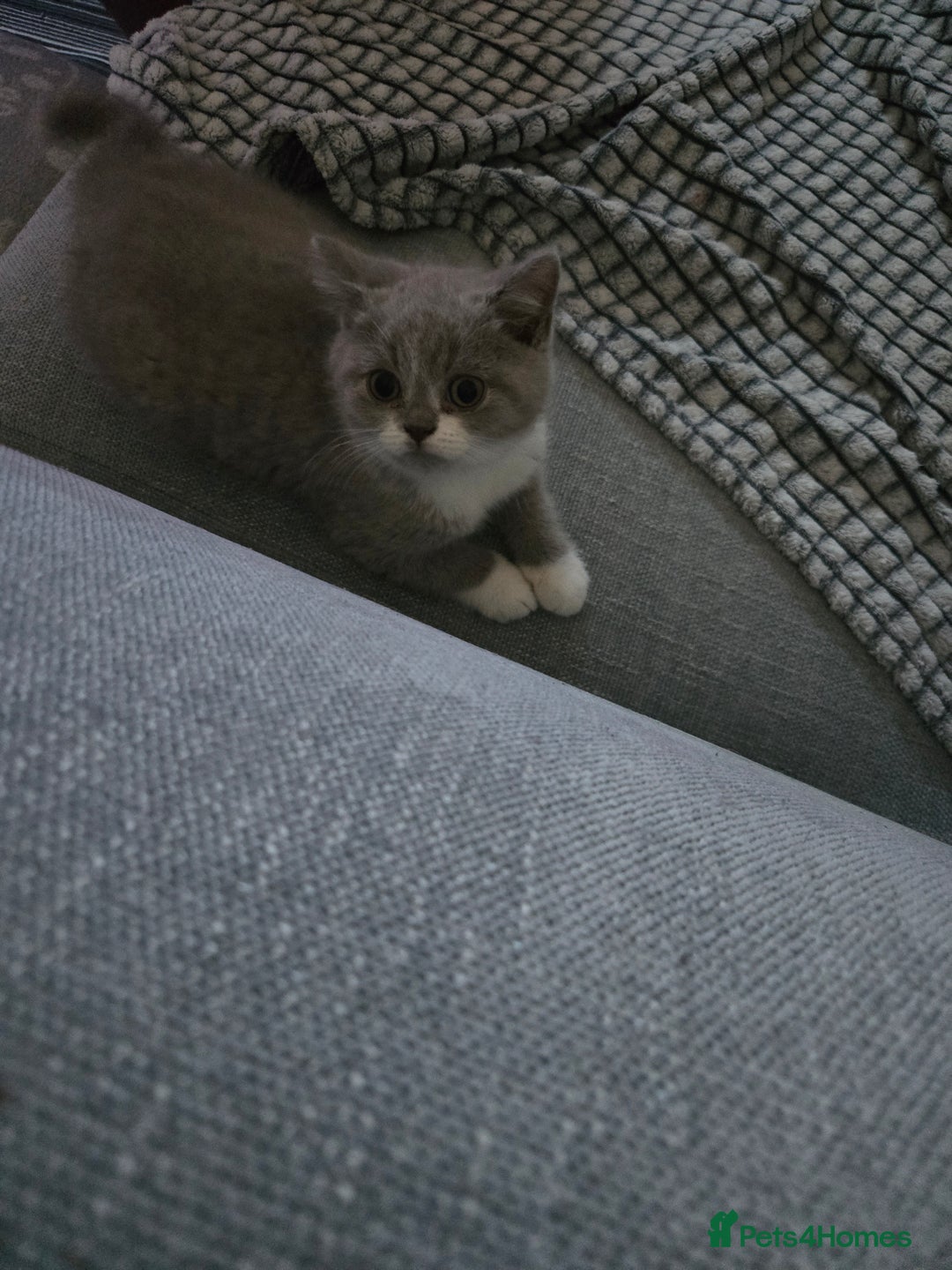 British Shorthair cats for sale: British short hair boys ready. Now - Advert 2