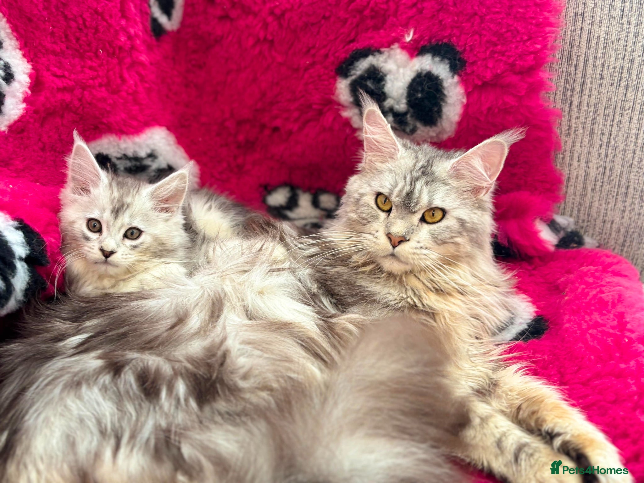 Maine Coon cats Maine coon kittens silver tabby ready now - Advert 1