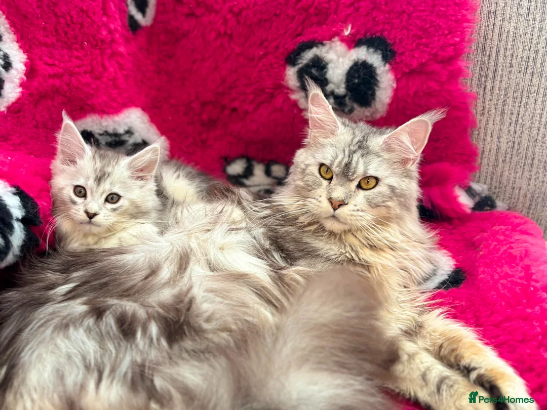 Maine Coon cats for sale: Maine coon kittens silver tabby ready now - Advert 1