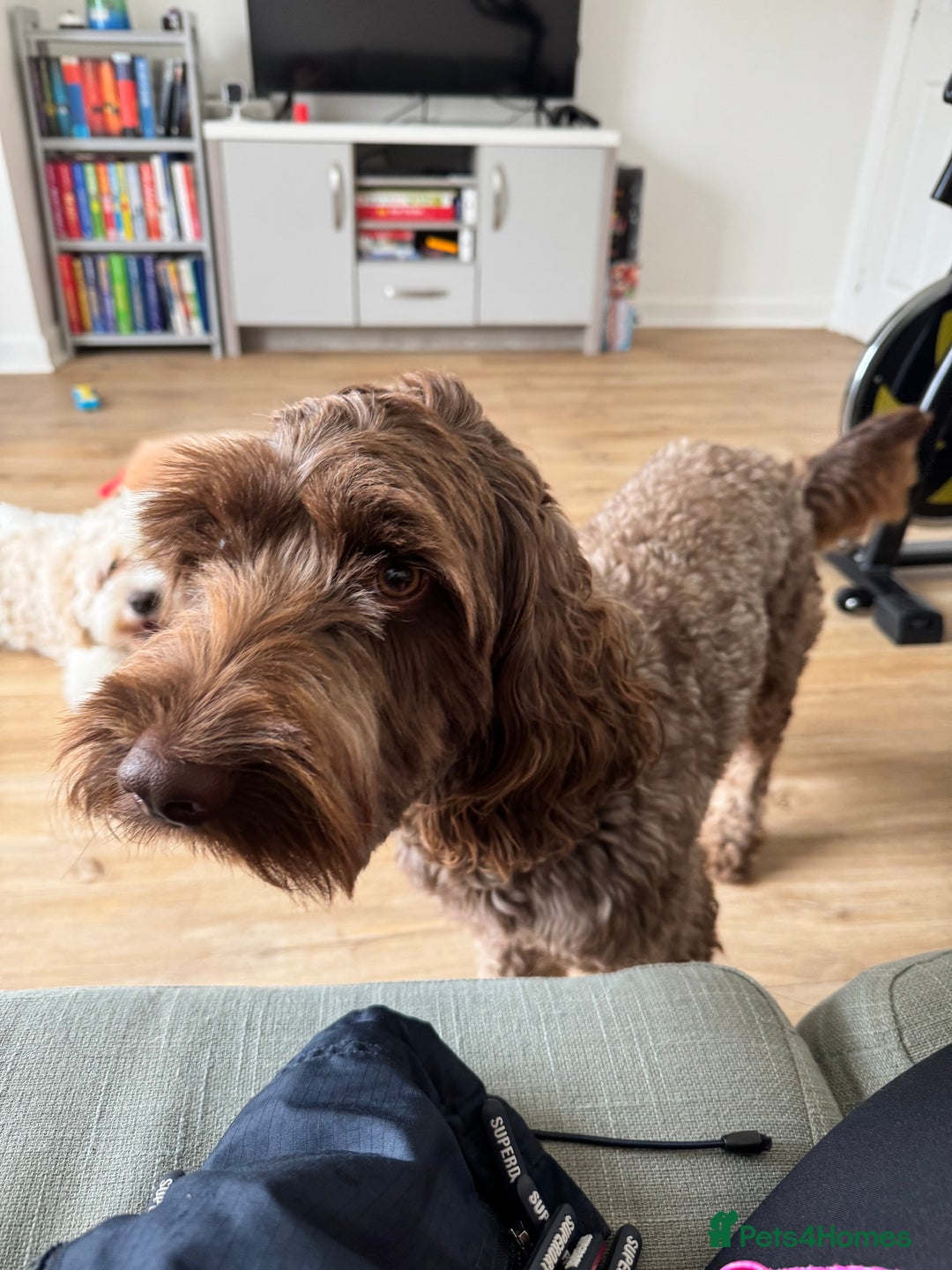 Cockapoo dogs for sale: 2 Cockapoos for rehoming  - Image 2