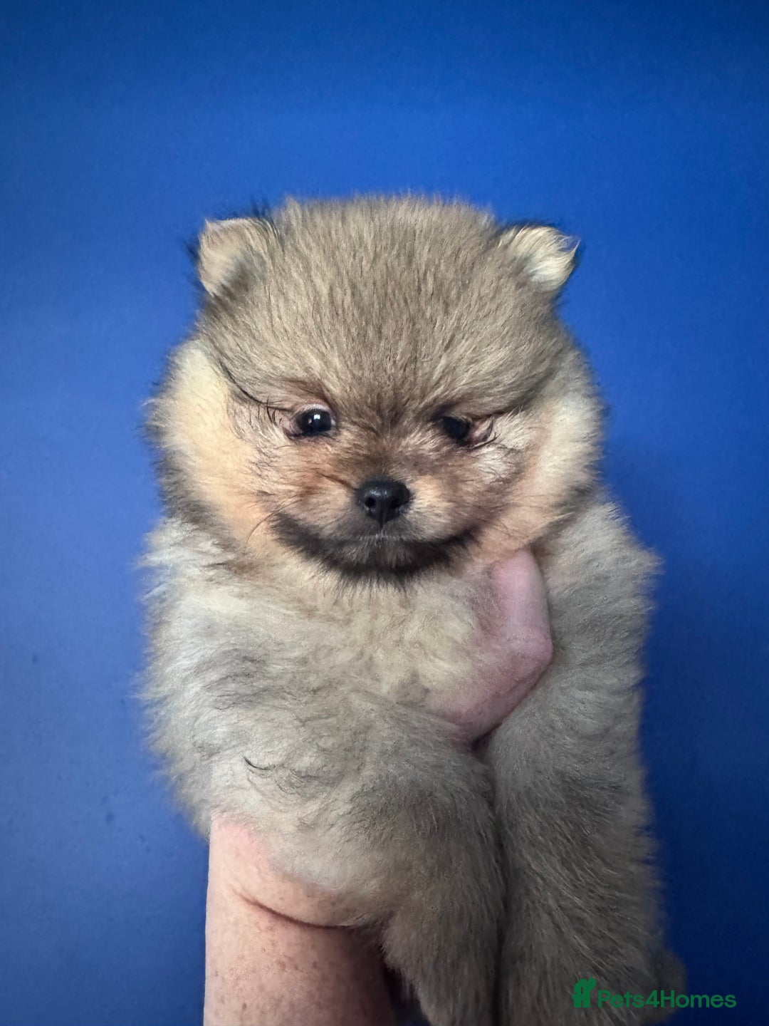 Pomeranian dogs for sale: 🏆 KC HEALTH TESTED POMERANIAN PUPPIES 🏆  - Image 16