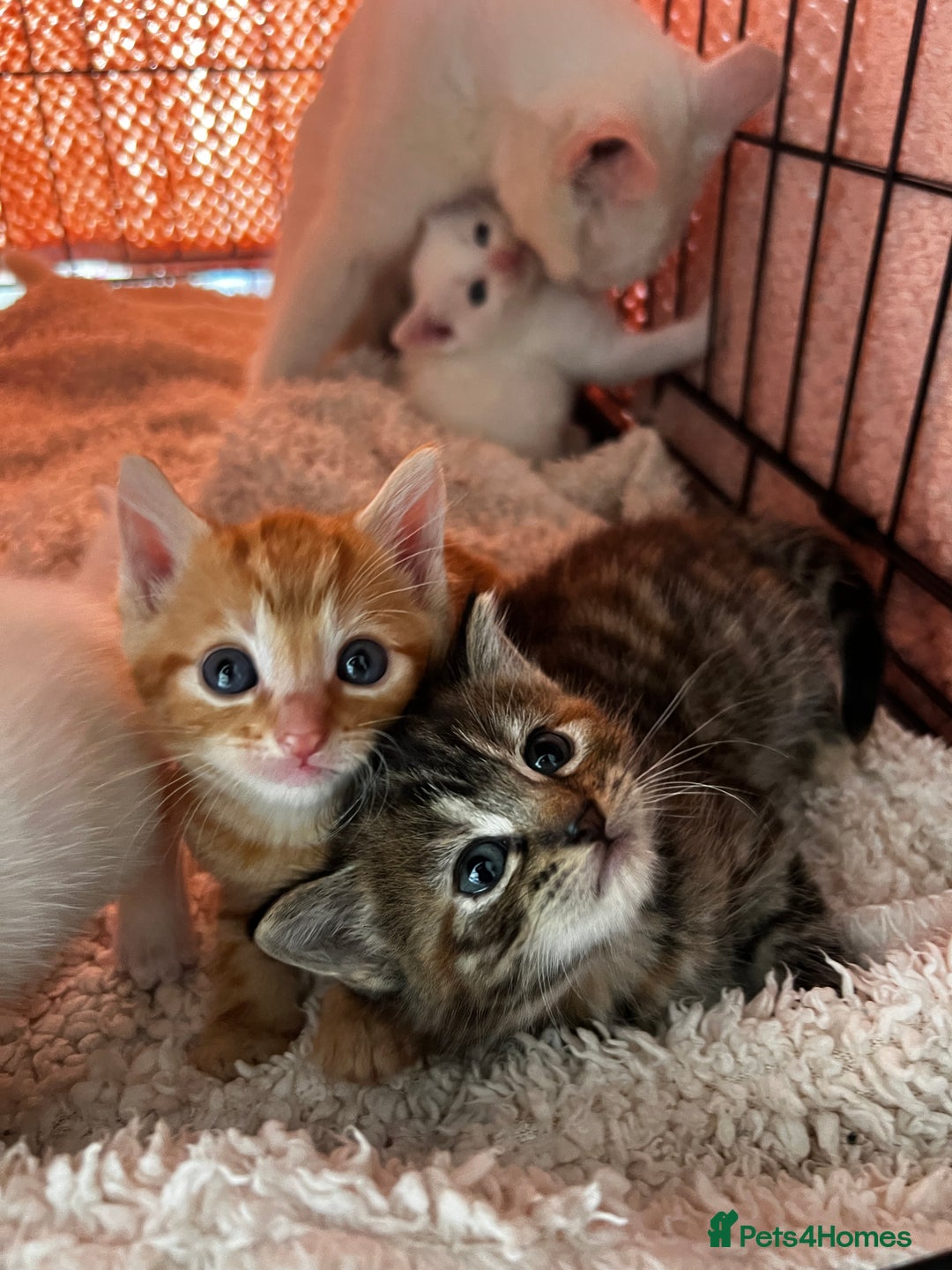 Turkish Angora cats for sale: 🐯 Beautiful Turkish Angora kittens 🐯  - Image 3