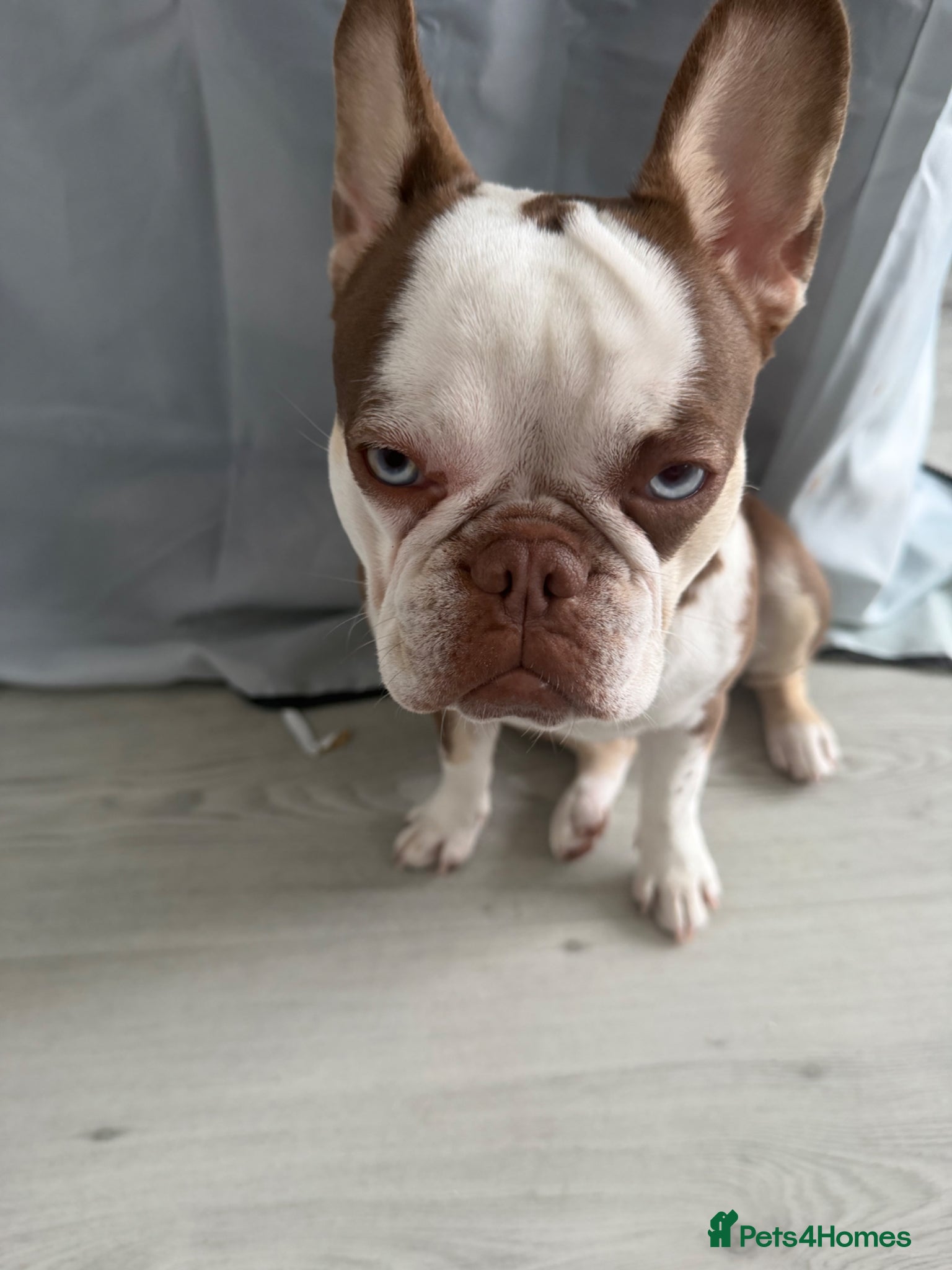 French Bulldog dogs French bulldog  - Advert 3