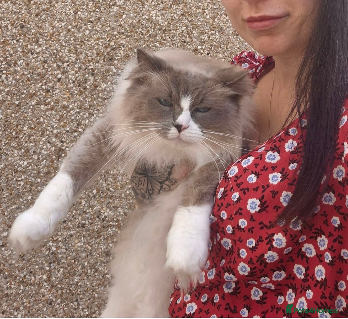 Ragdoll cats Rag doll Adult male - Advert 3