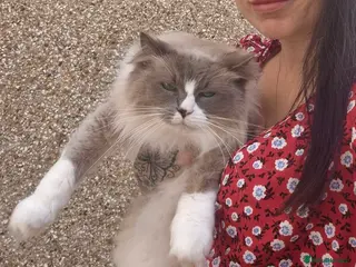 Ragdoll cats Rag doll Adult male - Advert 2