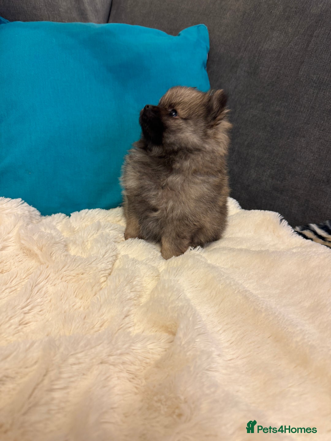 Pomeranian dogs for sale: ❤️Beautiful Pomeranian puppies❤️ - Advert 27