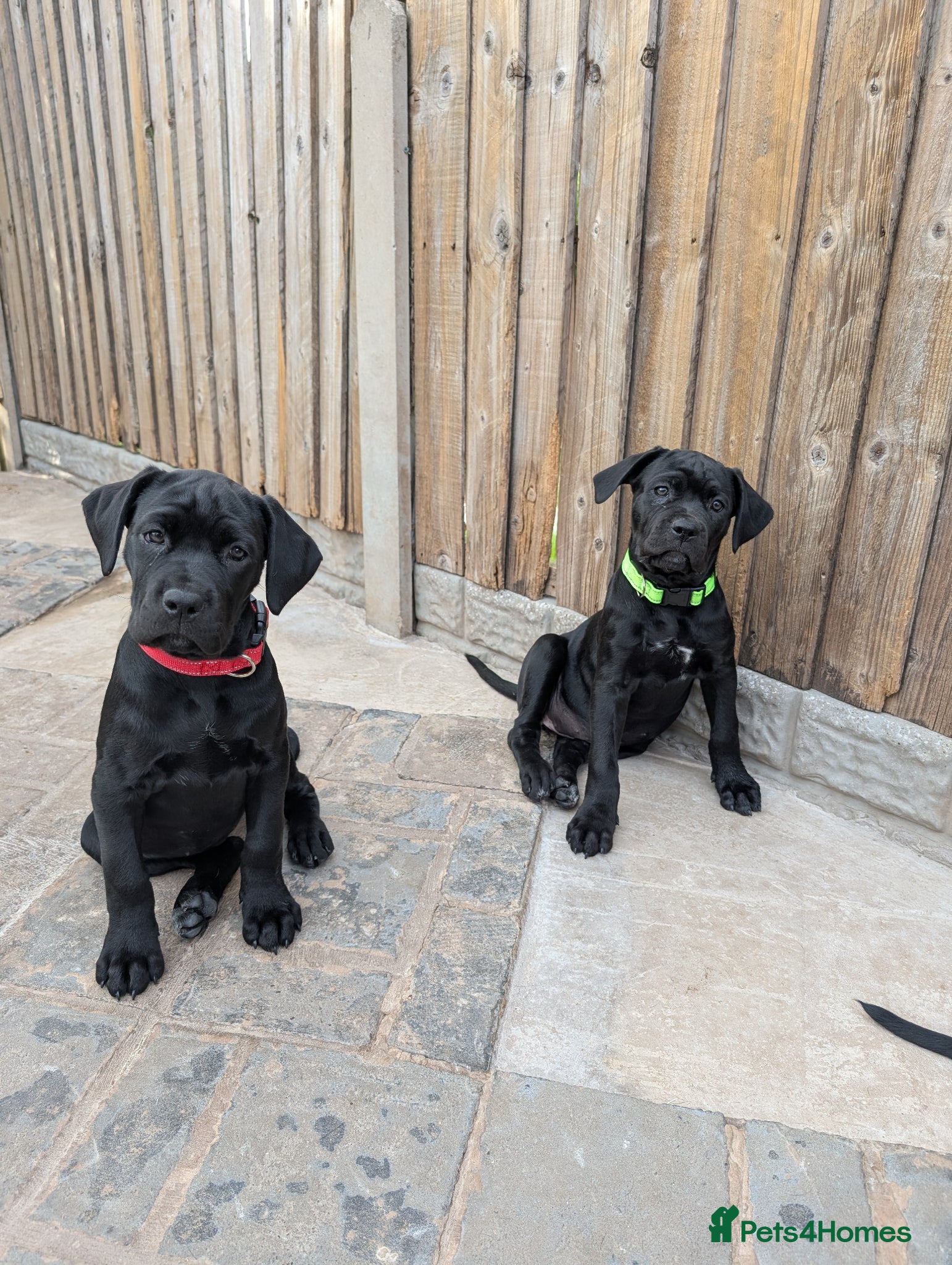 Cane Corso dogs Black female cane corsos.. 10 weeks old  - Advert 8
