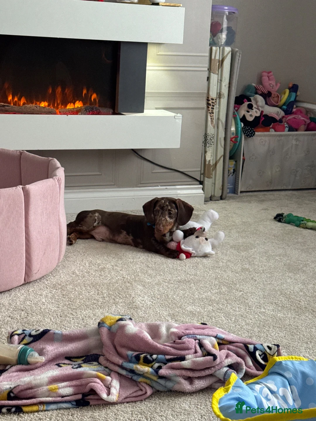 Miniature Dachshund dogs for sale: Miniature dachshund  in Ferryhill - Advert 11