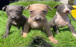 Whippet dogs for sale: Stunning kc reg whippet puppies  - Image 5