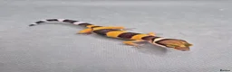Leopard Gecko reptiles for sale: 2026 leopard gecko hatchlings  - Advert 14