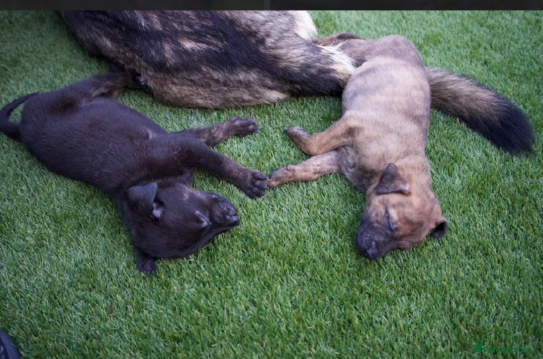 Mixed Breed dogs for sale: German sheppard X staffie cross puppies  - Advert 2