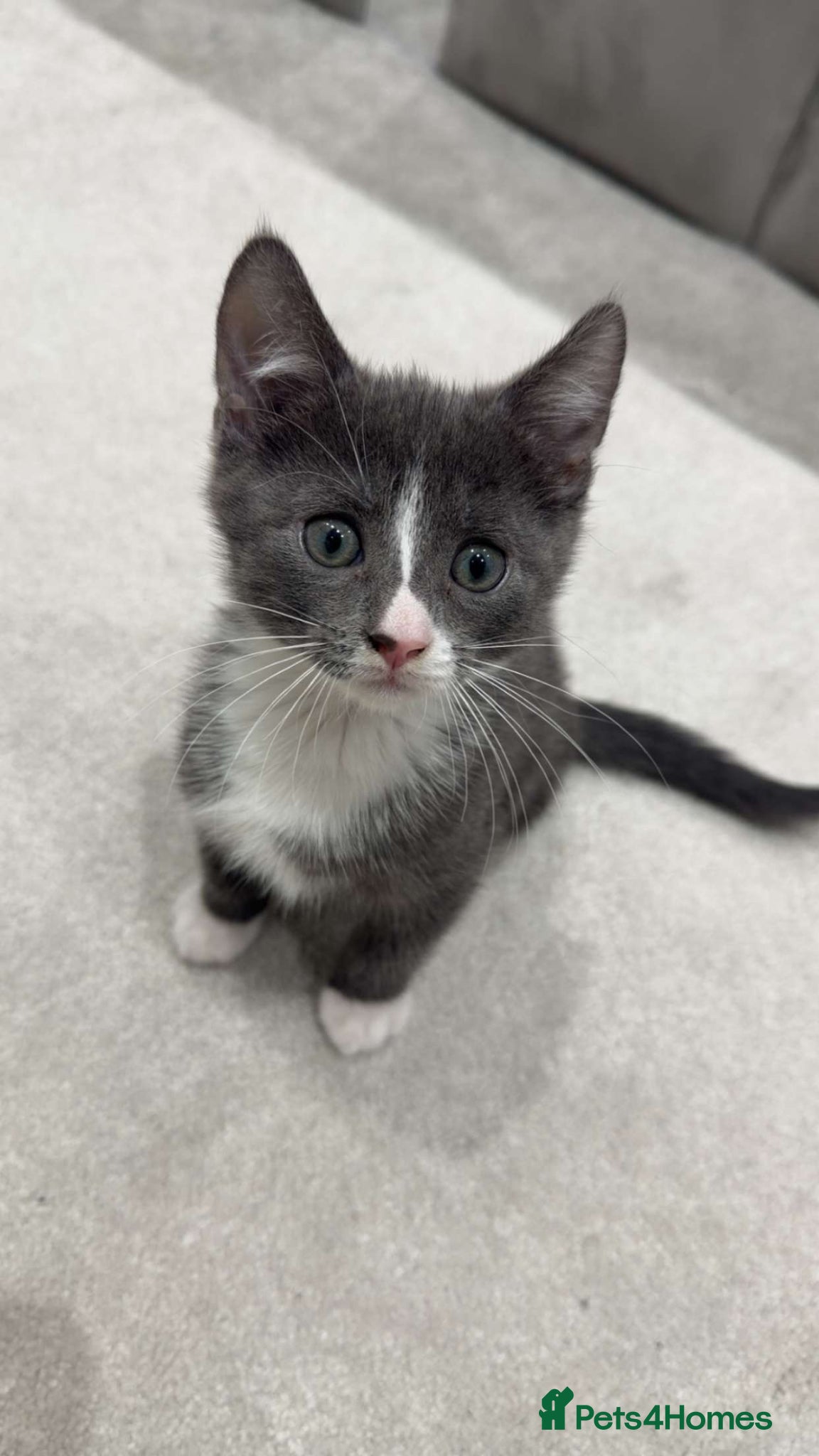 Mixed Breed cats Russian point kitten  - Advert 6