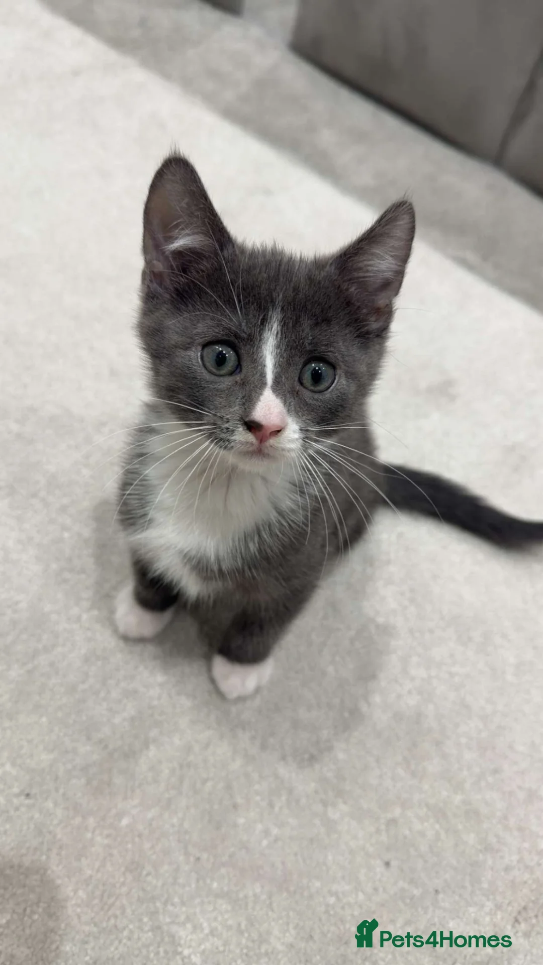Mixed Breed cats for sale: Russian point kitten  - Advert 1