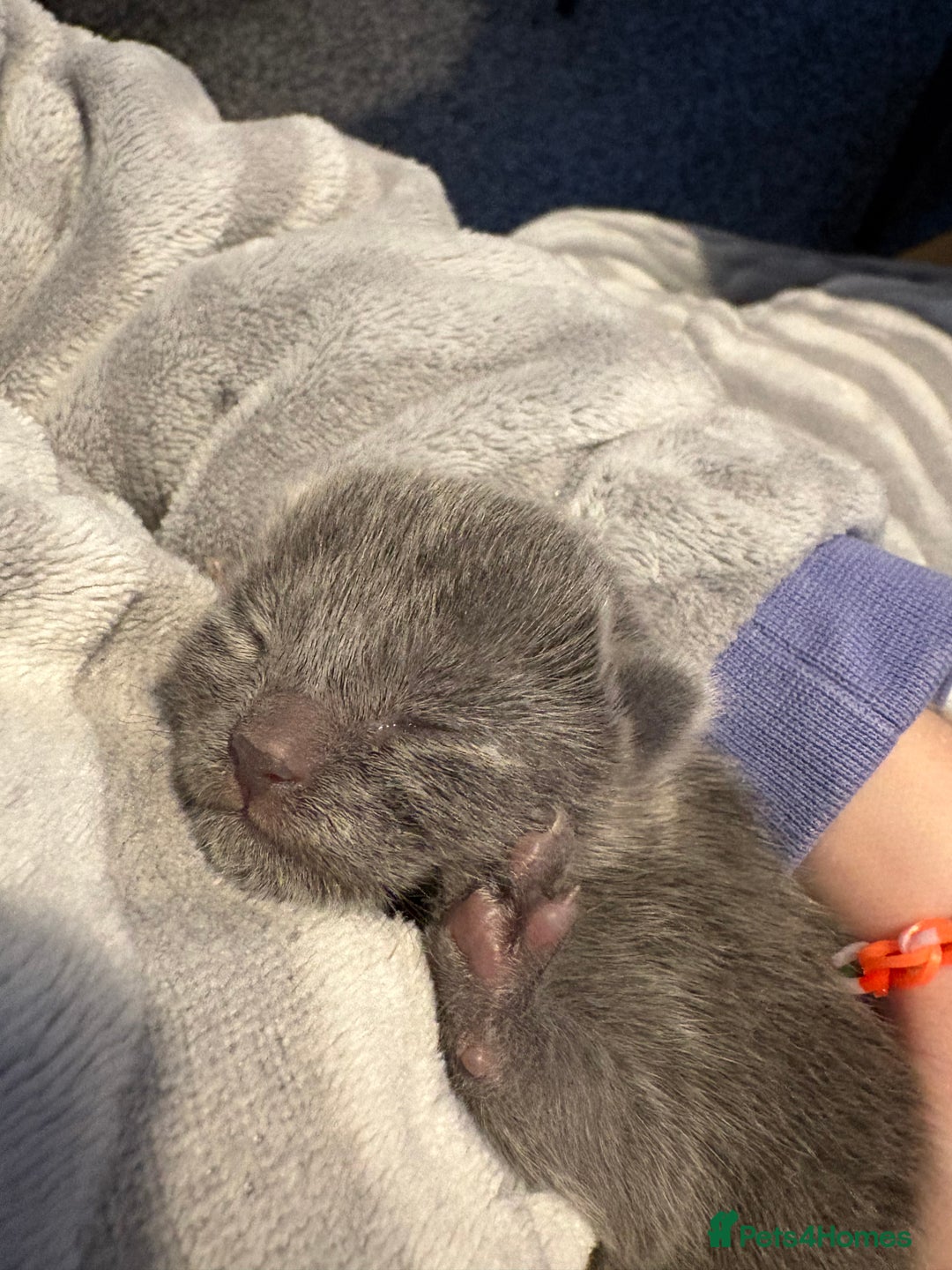 Mixed Breed cats for sale: 3 mixed kittens - Advert 5