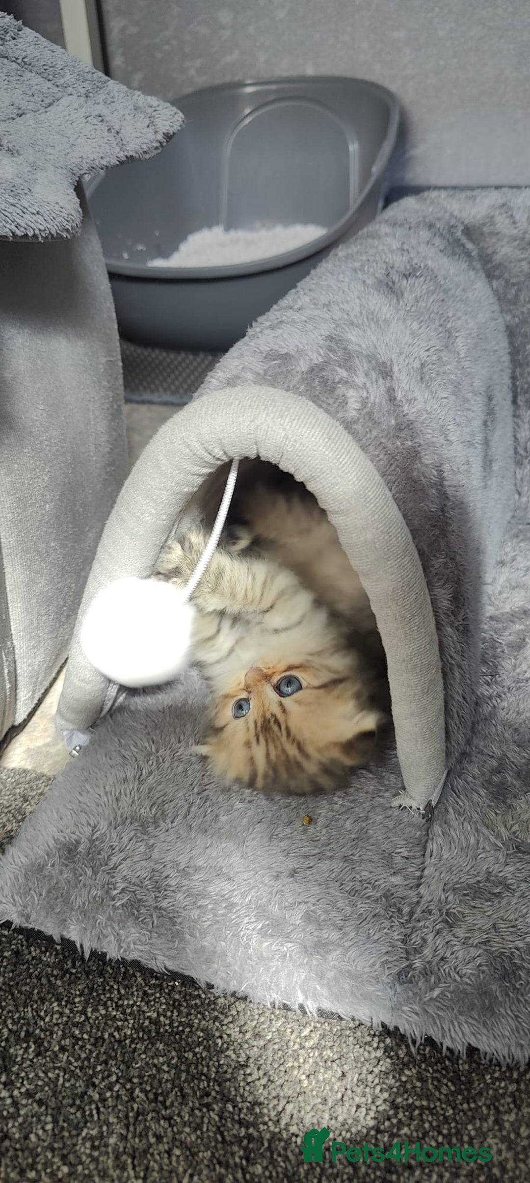 Scottish Fold cats for sale: 5 Scottish Folds - Image 1