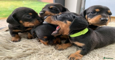 Miniature Dachshund dogs - Advert 13