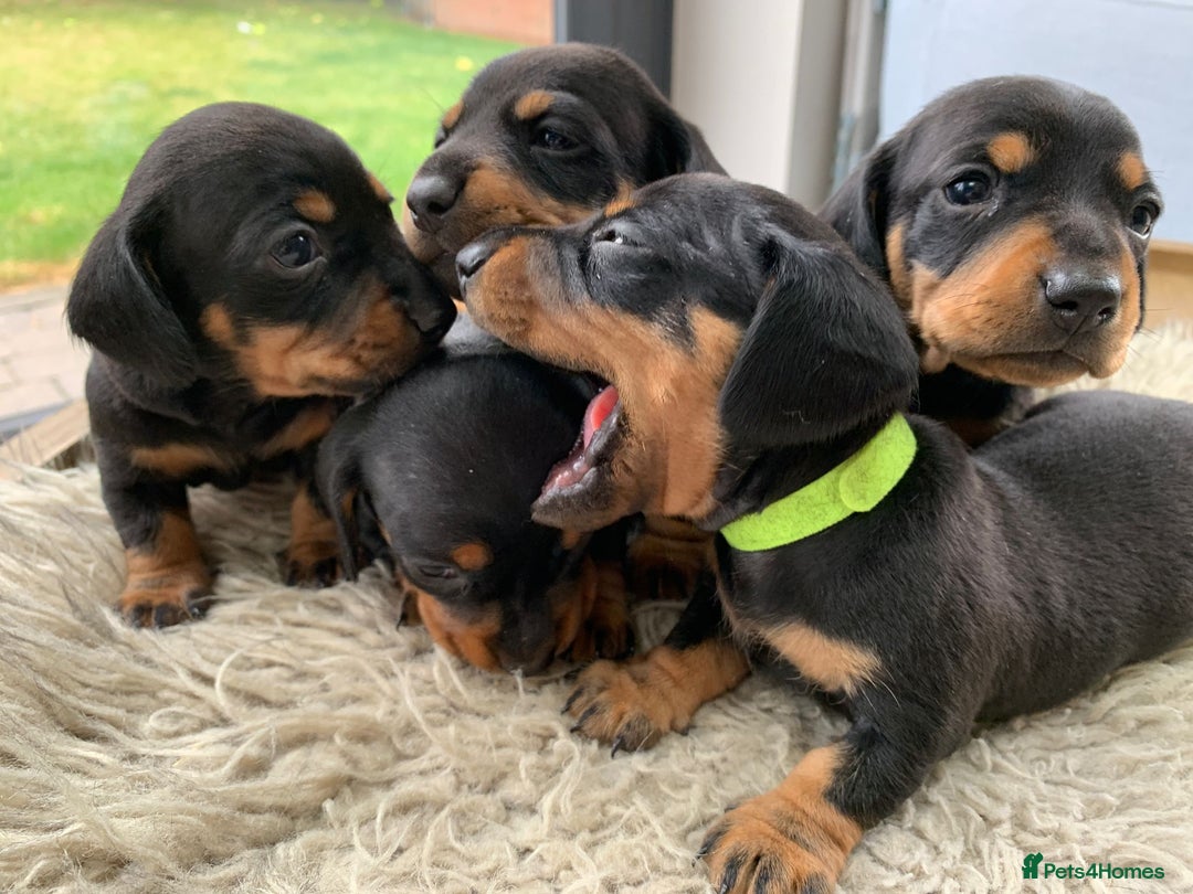 Miniature Dachshund dogs for sale: Quality KC Miniature Dachshund Puppies - Image 2