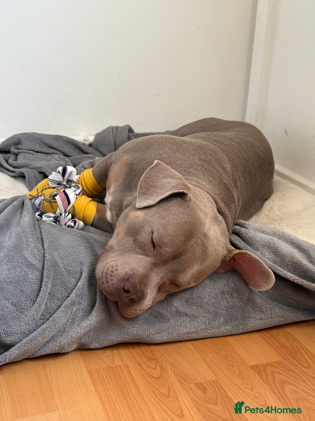 American Bully dogs for sale: Pocket Bully - Advert 3