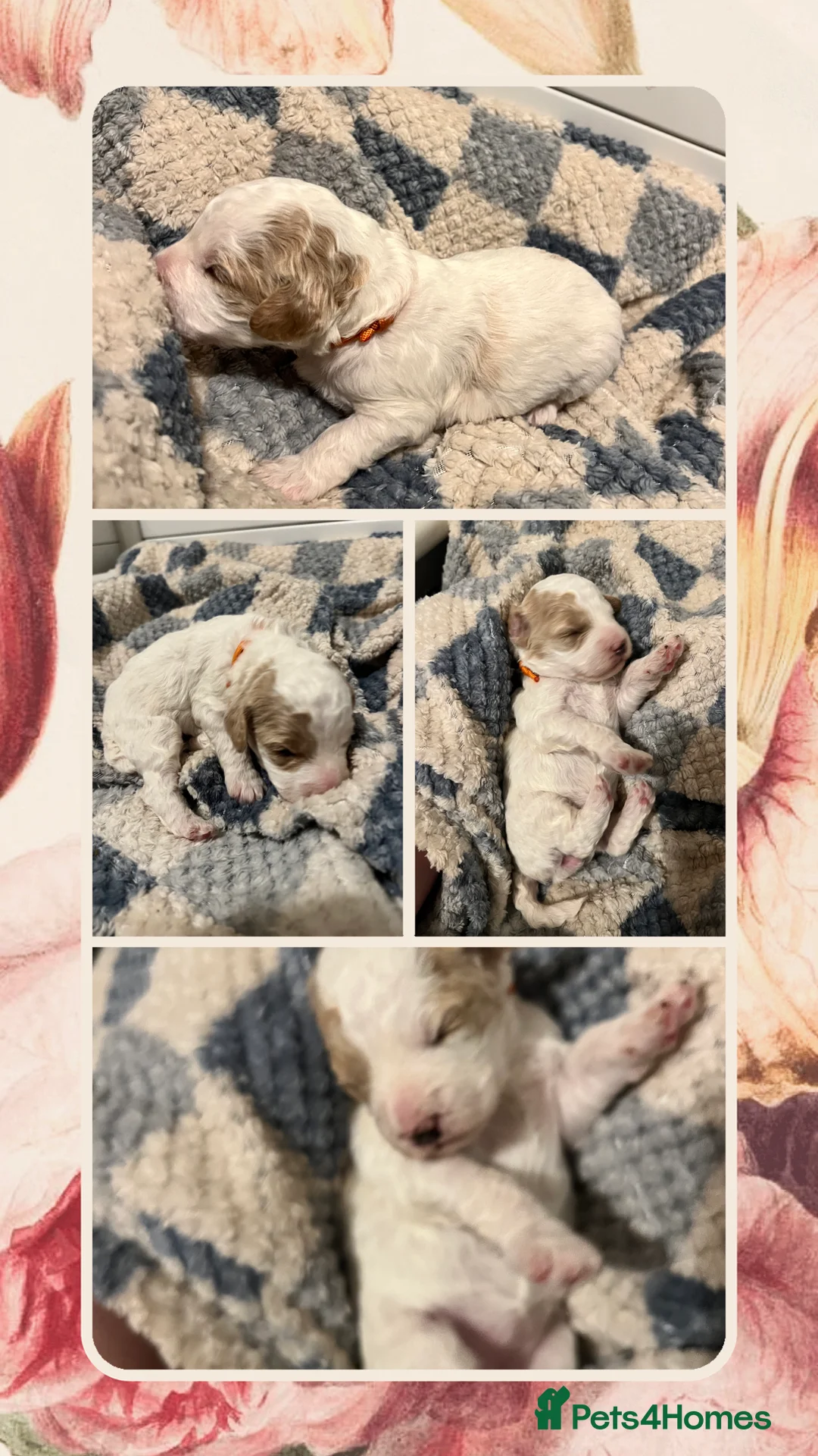 Australian Labradoodle dogs for sale: Australian labradoodle health tested ☺️ in Wellingborough - Advert 9